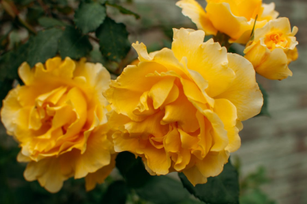 yellow roses image